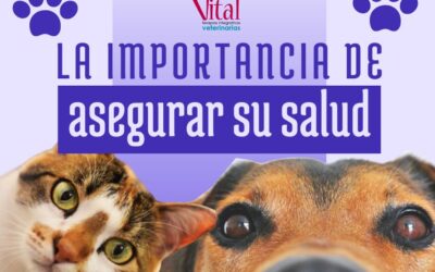 La Importancia de asegurar la salud de nuestras mascotas