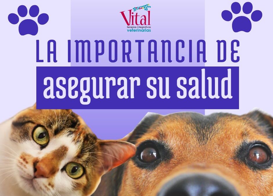 La importancia de asegurar la salud de tu mascota