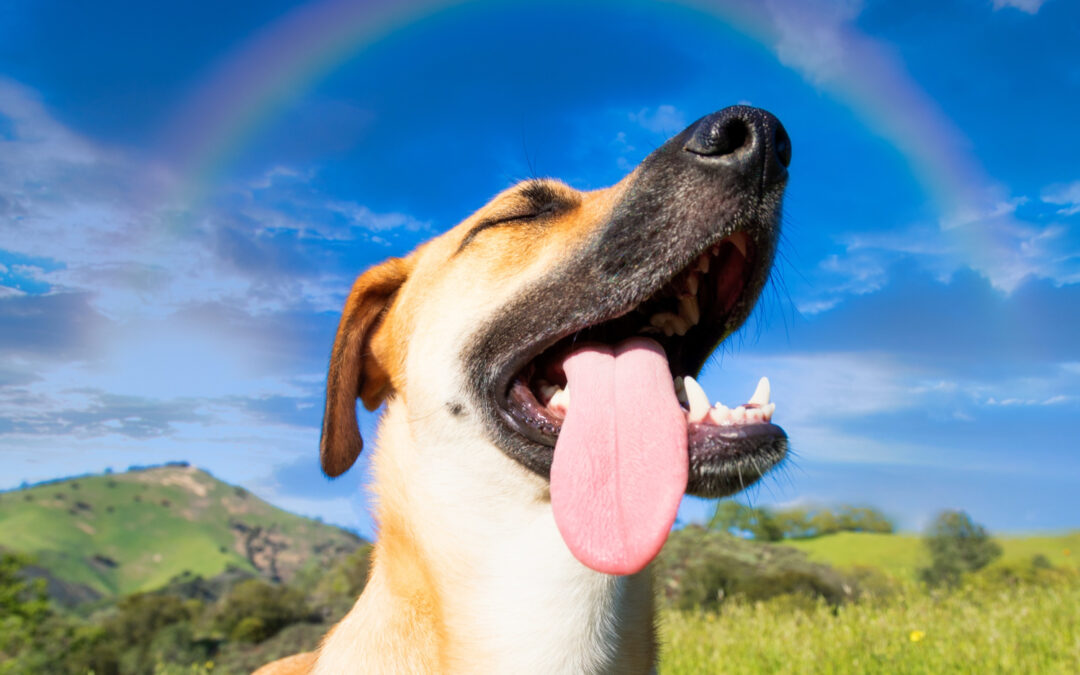 Por qué debo vacunar a mi perro o gato contra la rabia